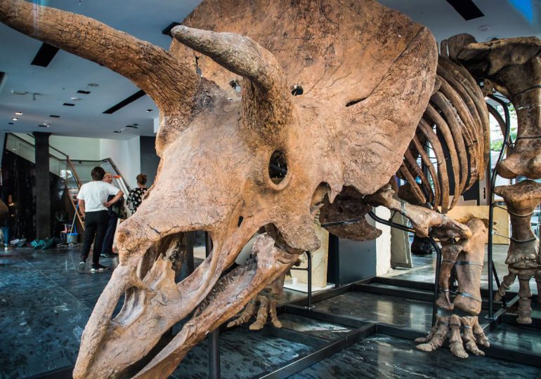 Subastan por UDS$7,7 millones a "Big John", el mayor esqueleto de tricerátops conocido