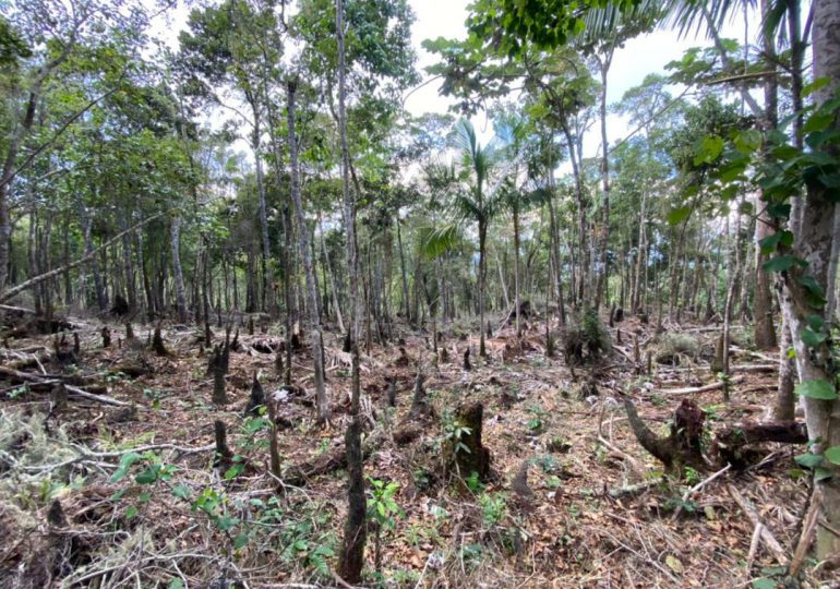 Somenten a ex alcalde de Barahona por tala de árboles en área protegida