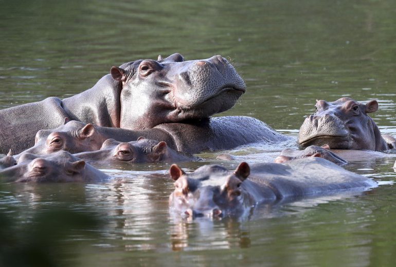 Tribunal de EEUU reconoce a hipopótamos de Pablo Escobar como personas jurídicas
