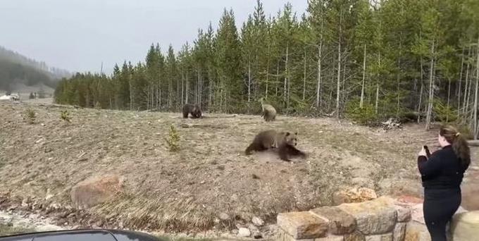 Encarcelan mujer en EEUU por acercarse a una osa grizzly para una foto
