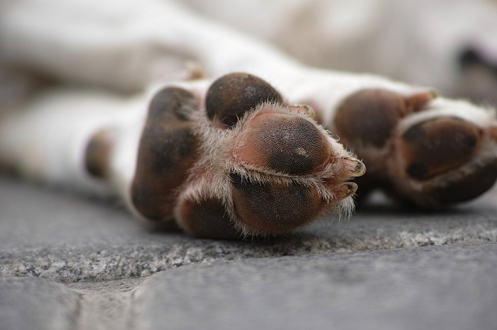 Hombre que provocó muerte a una perrita tendrá que pagar RD$500 mil