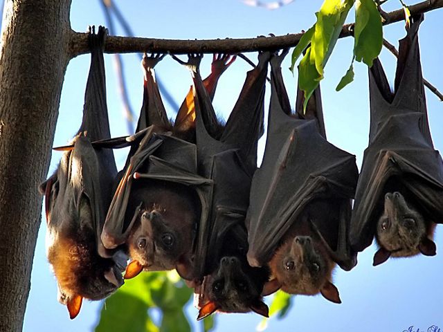 Estudio revela cómo las madres murciélago ayudan a sus crías a desenvolverse en el mundo
