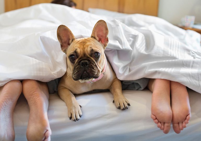 Los pros y los contras de dormir con las mascotas, según la ciencia