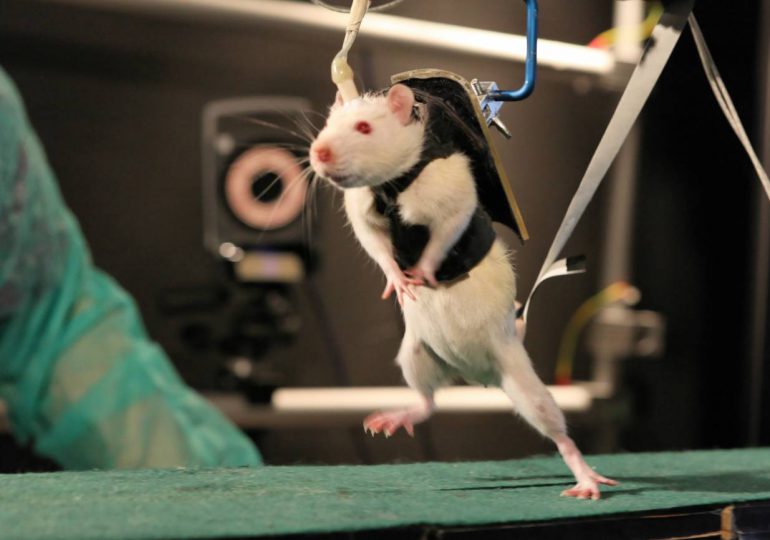 Un nuevo tipo de medicamento revierte la parálisis en ratones