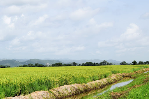 Aporte del Gobierno evitará nuevos aumentos de precios de fertilizantes