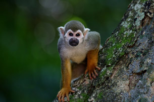 14 de diciembre; Día Mundial del Mono