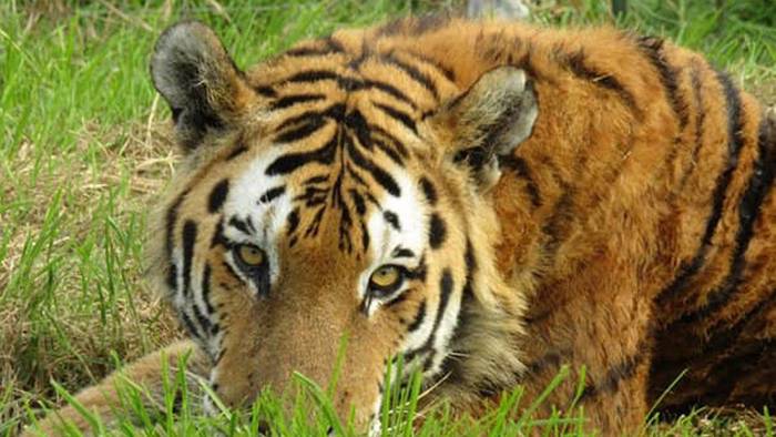 Matan a tigre que mordió el brazo de un trabajador en un zoológico de EEUU