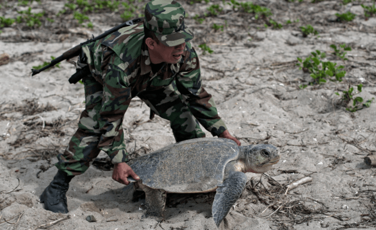 Miles de tortugas marinas desovaron en las costas de Nicaragua