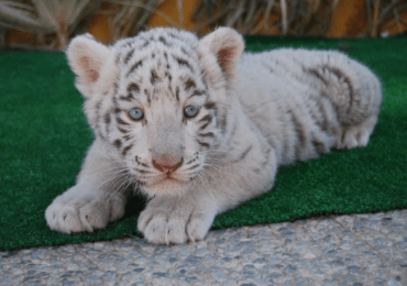 Nace tigre de bengala en el Zoológico Nacional de República Dominicana