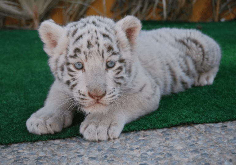 Nace tigre de bengala en el Zoológico Nacional de República Dominicana