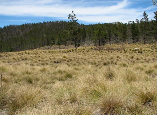 Medio Ambiente reitera cese definitivo de cultivo de ciclo corto en Valle Nuevo