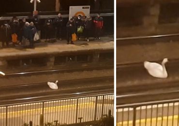 Un cisne en las vías del tren suburbano de Londres paraliza servicio durante casi dos horas