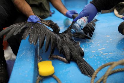 Zoológico atiende aves marinas rescatadas de derrame de petróleo en Perú