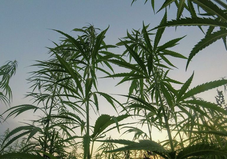 Conoce el beneficio que se puede extraer de la marihuana en la lucha contra el COVID-19