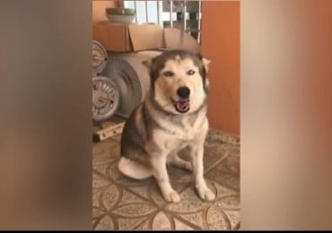 Policía recupera en Capotillo perro robado en residencia de Arroyo Hondo