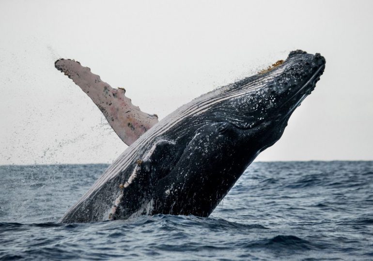 VIDEO | Medio Ambiente inicia temporada de observación de ballenas jorobadas 2022