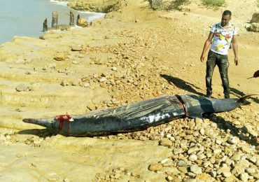 Encuentran Delfín muerto en playa de Montecristi