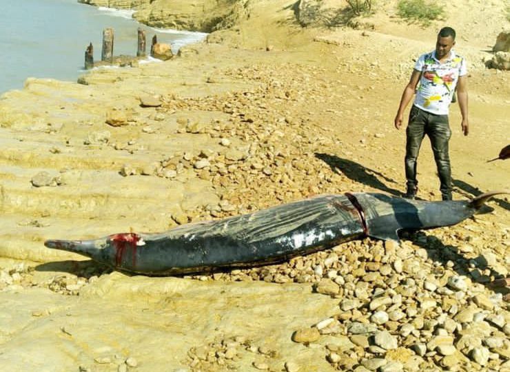 Encuentran Delfín muerto en playa de Montecristi