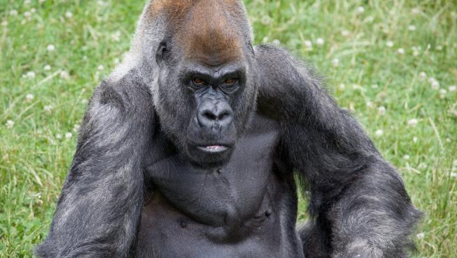 Muere a los 61 años Ozzie, el gorila macho más anciano en todos los zoos