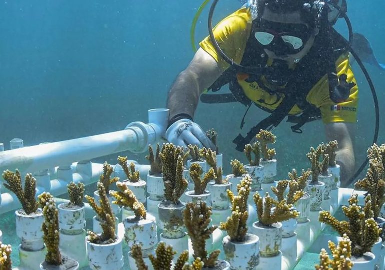 Viveros de corales, una iniciativa para restaurar ecosistemas marinos