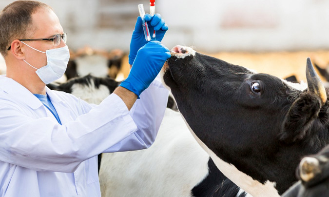 Francia prohíbe importar carne de animales tratados con antibióticos de crecimiento