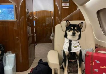 Gatos y perros huyen de Hong Kong en jet privado