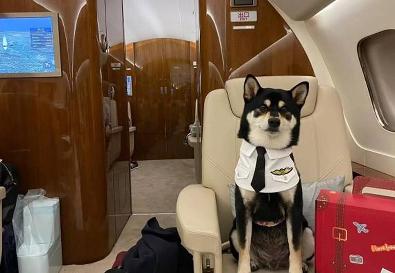 Gatos y perros huyen de Hong Kong en jet privado