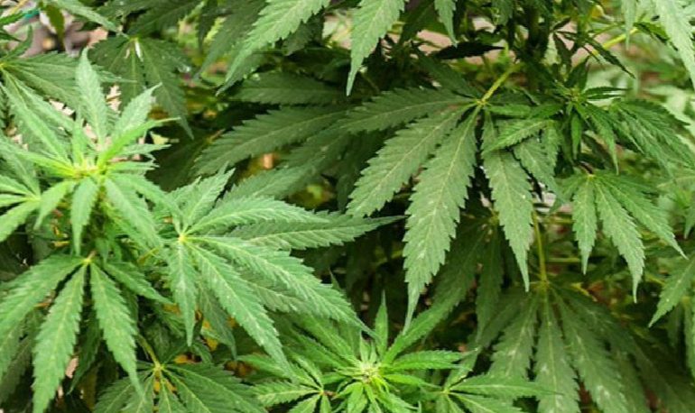 Policía apresa cuatro hombres por cultivo de marihuana y robo