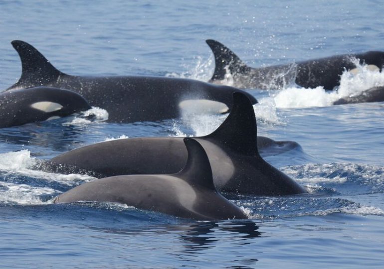 Policía española desmantela red que simuló ataque de orcas para traficar droga