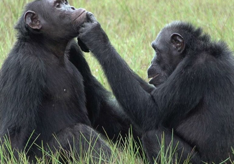 Tratar heridas con insectos, un extraño hábito de los chimpancés de Gabón