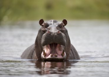 Cazar hipopótamos, una "opción necesaria" para controlar su invasión en Colombia
