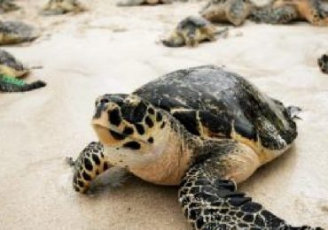 Temporada de anidación de tortugas marinas será desde marzo hasta diciembre