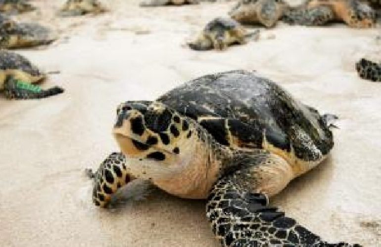Temporada de anidación de tortugas marinas será desde marzo hasta diciembre