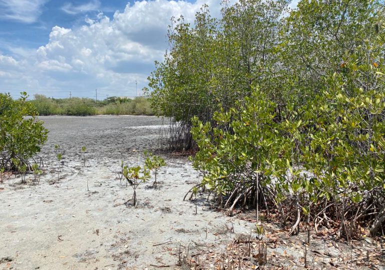 Entidades se unen para restaurar manglares en Montecristi