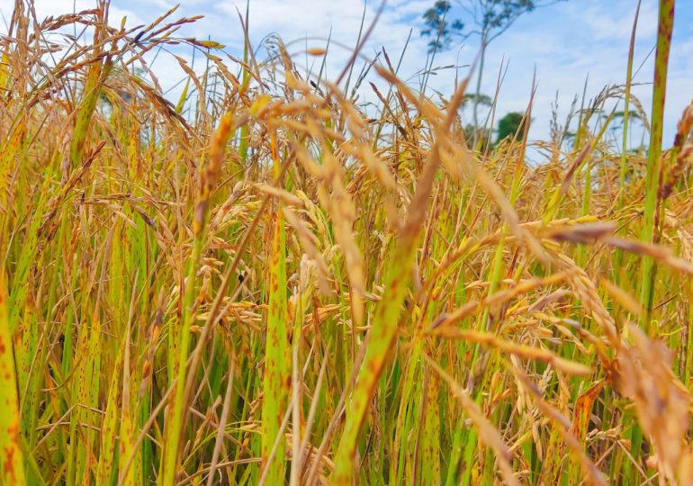 MP procesa a 10 productores de arroz de La Vega por contaminación atmosférica