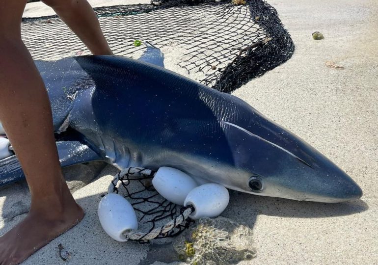 Autoridades detienen capitán de lancha por crimen contra tiburón azul en estado de gestación