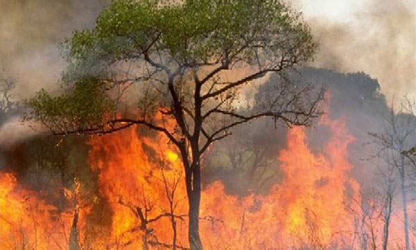 Incendio forestal en Cuba afecta 150 hectáreas de pinos