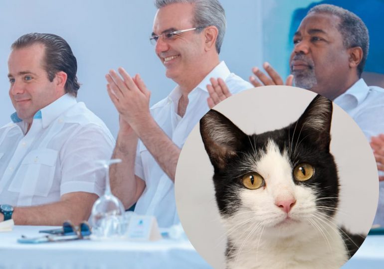 ¿El Gobierno está lleno de gatos?,cuestionan tras “aparición fortuita” de un felino ante Abinader