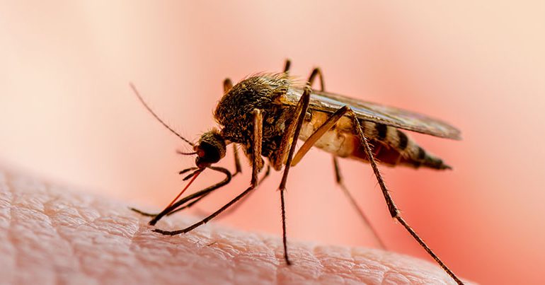 Ministerio de Salud notifica reducción en casos de malaria; se reportaron 7 casos dengue