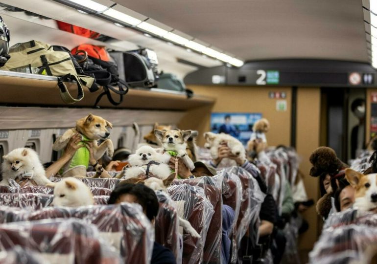 Perros viajan excepcionalmente sentados en un vagón del tren bala en Japón