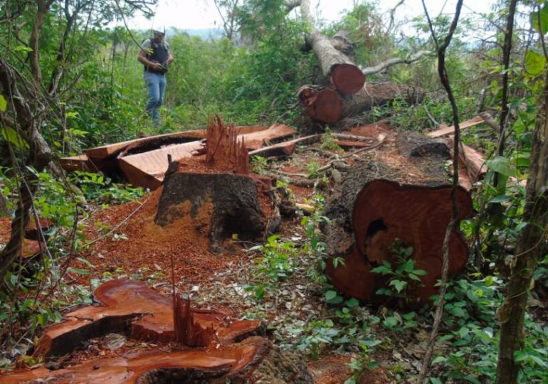 Procuraduría de Medio Ambiente investiga director del Distrito Palmarejo por tala de cientos de árboles de caoba