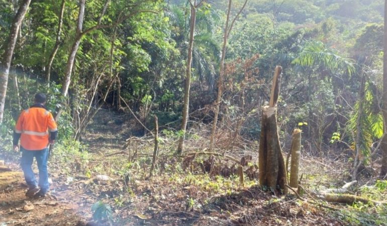 Procuraduría de Medio Ambiente obtiene medida de coerción por tala de árboles en Maimón