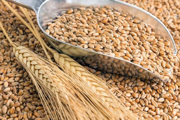 Subsidios del Gobierno al trigo garantizan abastecimiento y precios más competitivos de Latinoamérica