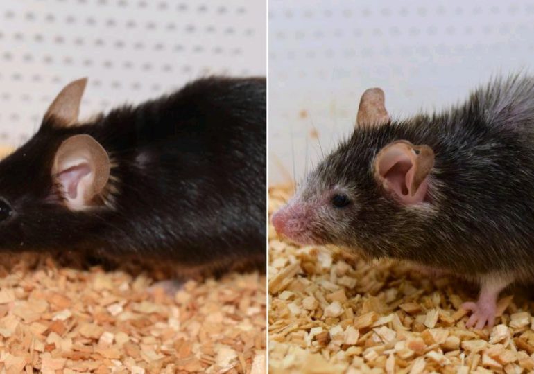 El efecto 'Benjamin Button': científicos logran revertir el envejecimiento en ratones. El objetivo es hacer lo mismo con los humanos