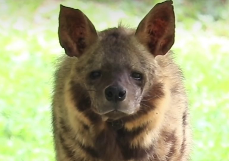 Vídeo`| Zoológico Nacional recibe tres hienas y pide ayuda del público para elegir los nombres