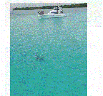 VIDEO| Aparece un tiburón en Playa Palmilla