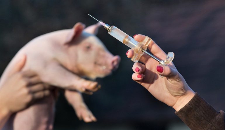 Primera vacuna contra la peste porcina africana es anunciada por Vietnam