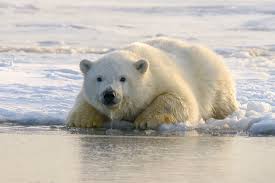 Científicos encuentran una nueva población de osos polares en una región sin hielo marino