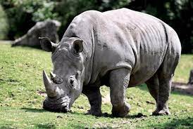 Ale, el nuevo rinoceronte blanco del zoológico de Cuba
