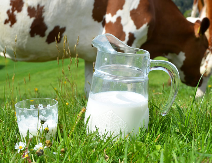 Hoy se conmemora el Día Mundial de la leche; conoce sus beneficios